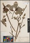 Foto von Salix caprea L.